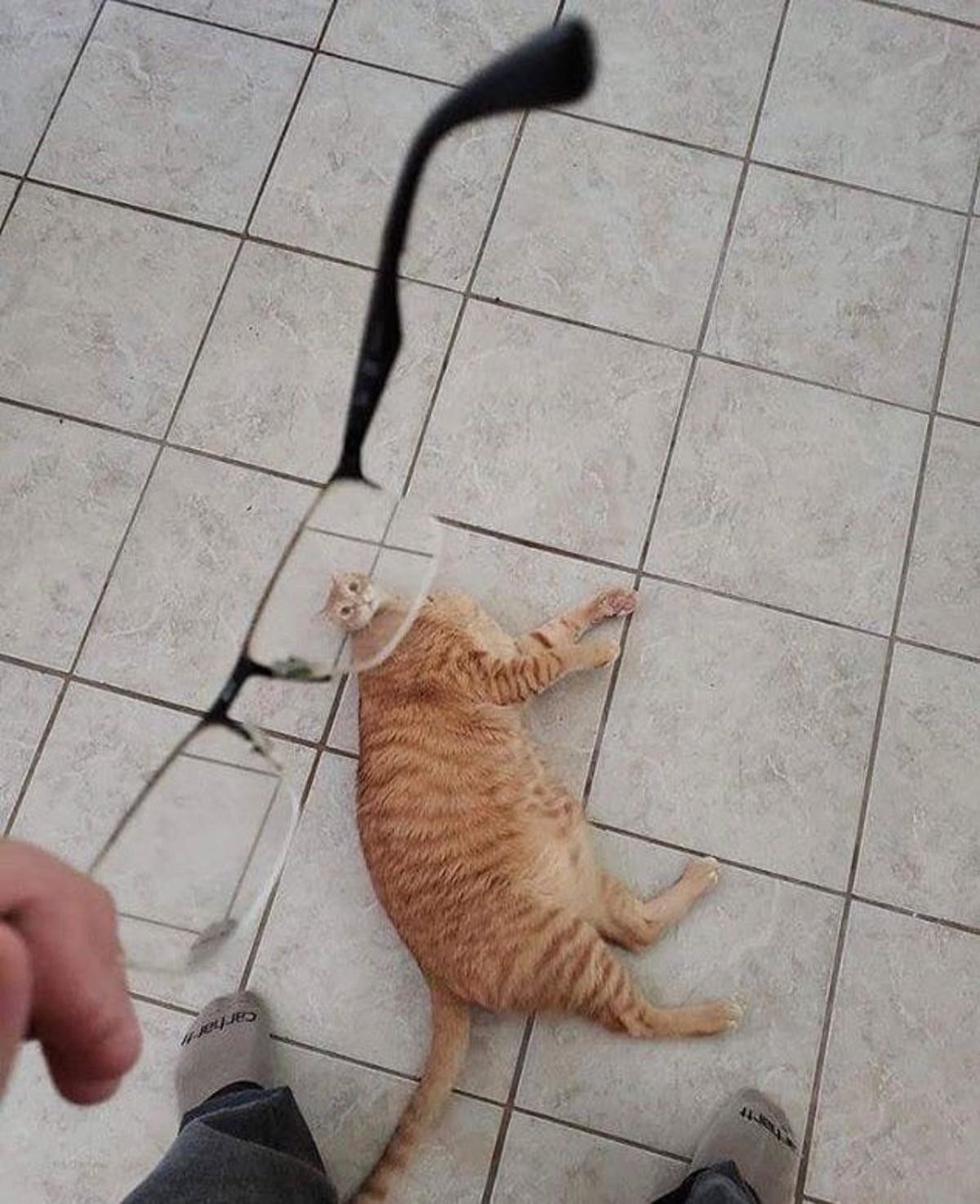 >When your cat can't decide if he want to be inside or outside