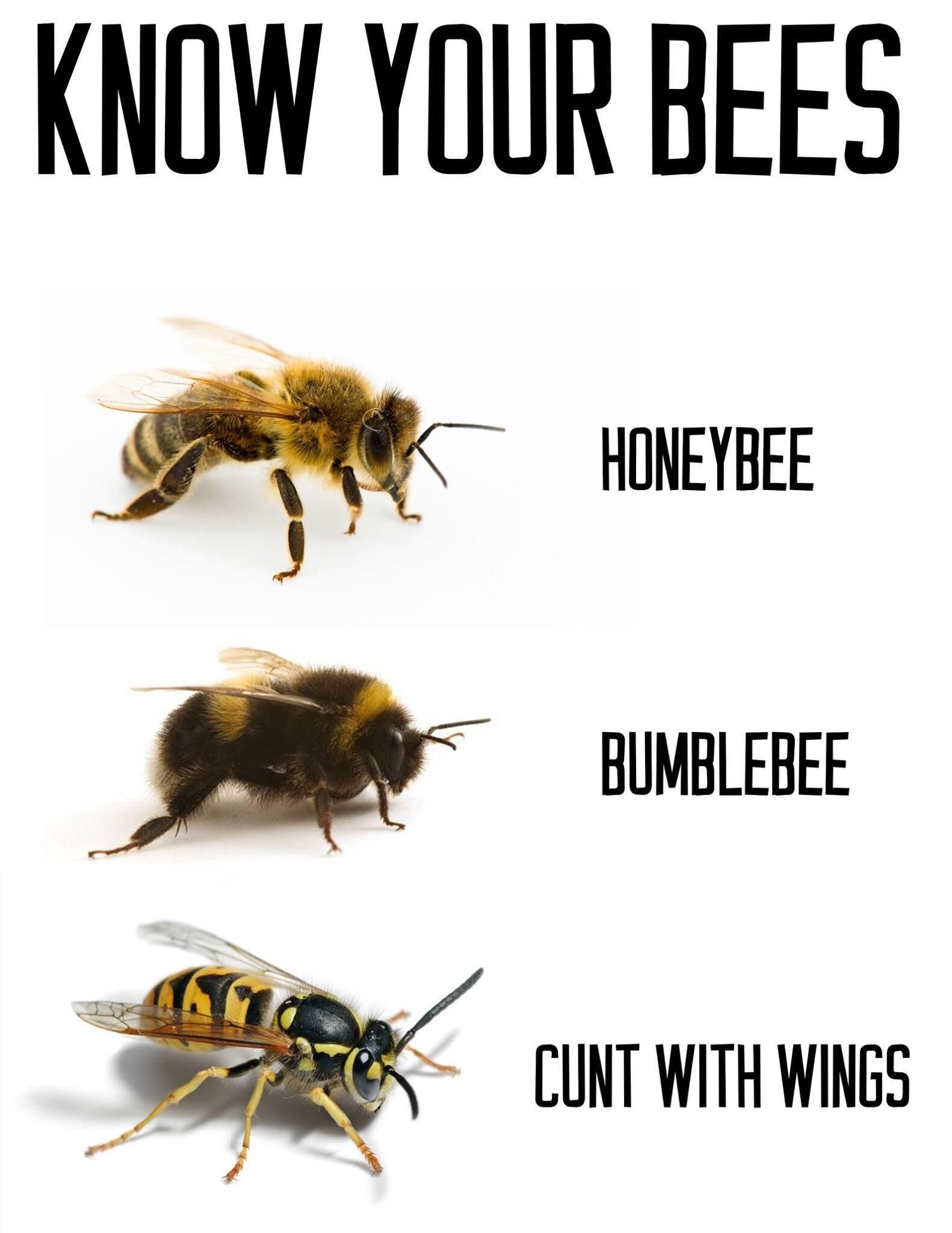 Know your bees people!