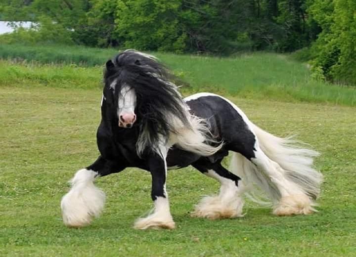 I just want to know which shampoo this horse uses.
