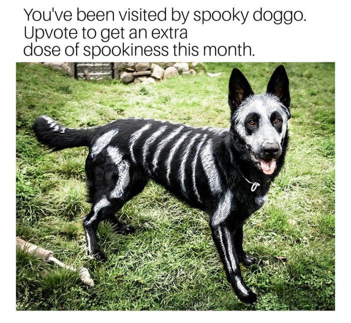 Thanks spooky doggo