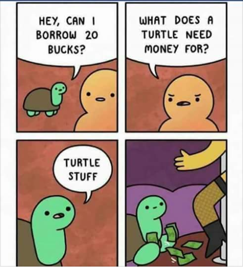 Just turtle stuff
