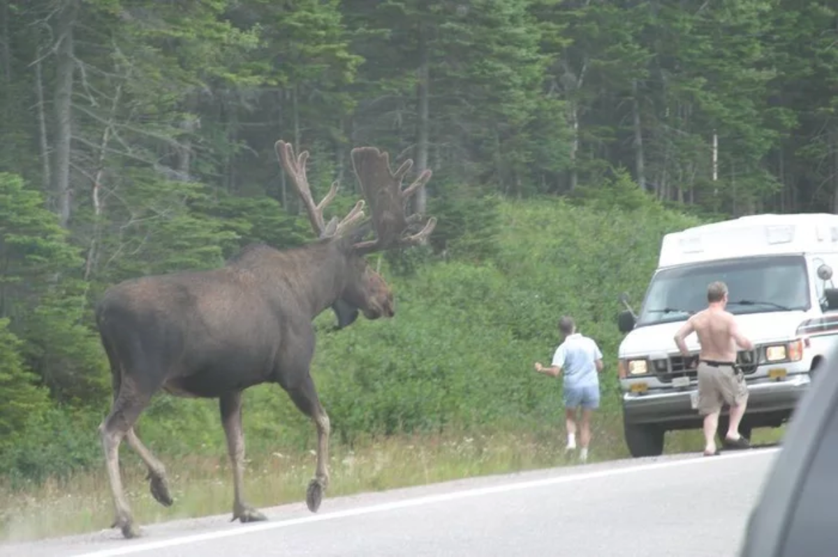 I have gone 26 years on this planet and I never knew that moose were this big. I thought they were slightly bigger than deer.