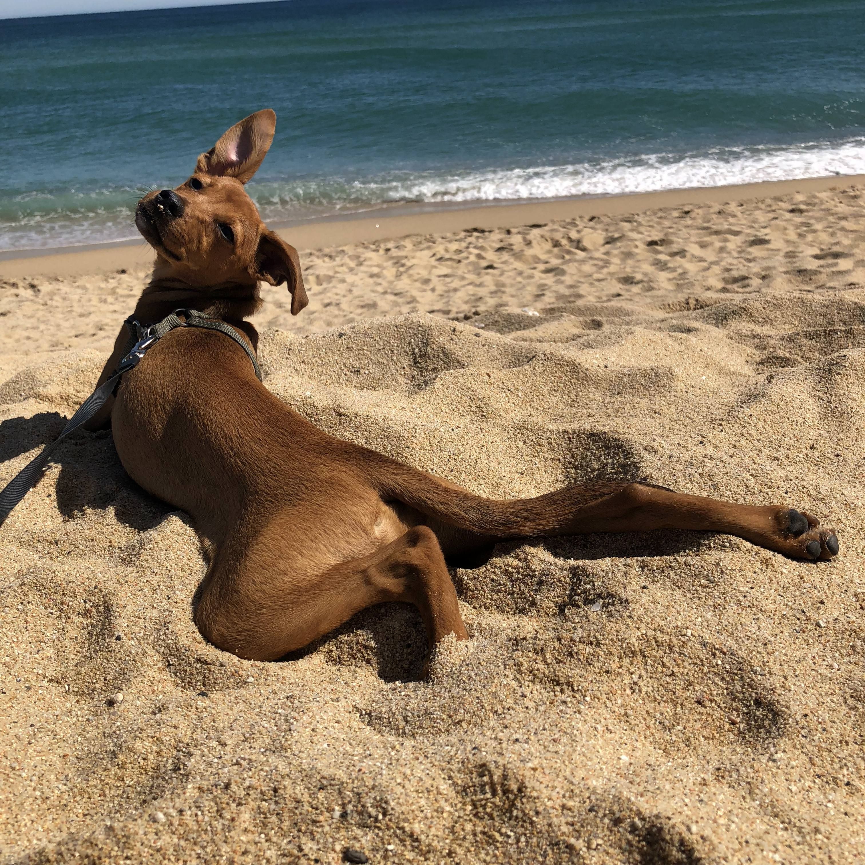Собака в отпуске