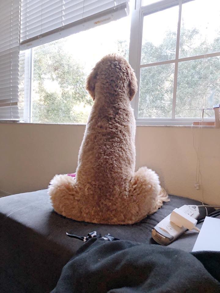 Accidental Phallic Floofer.