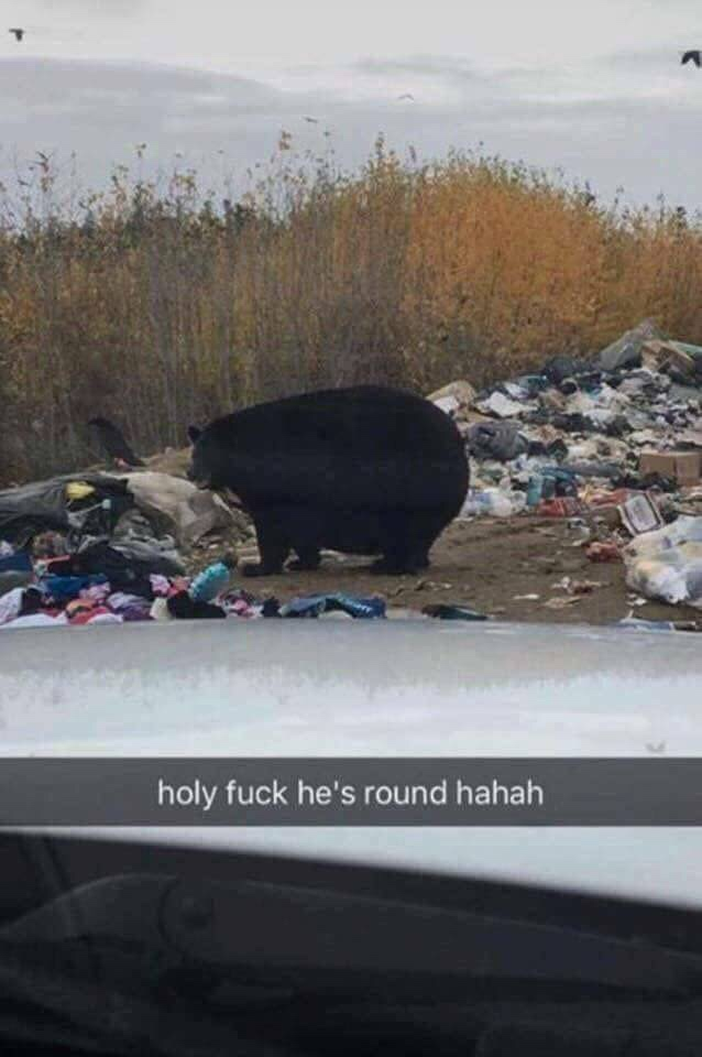 round bear
