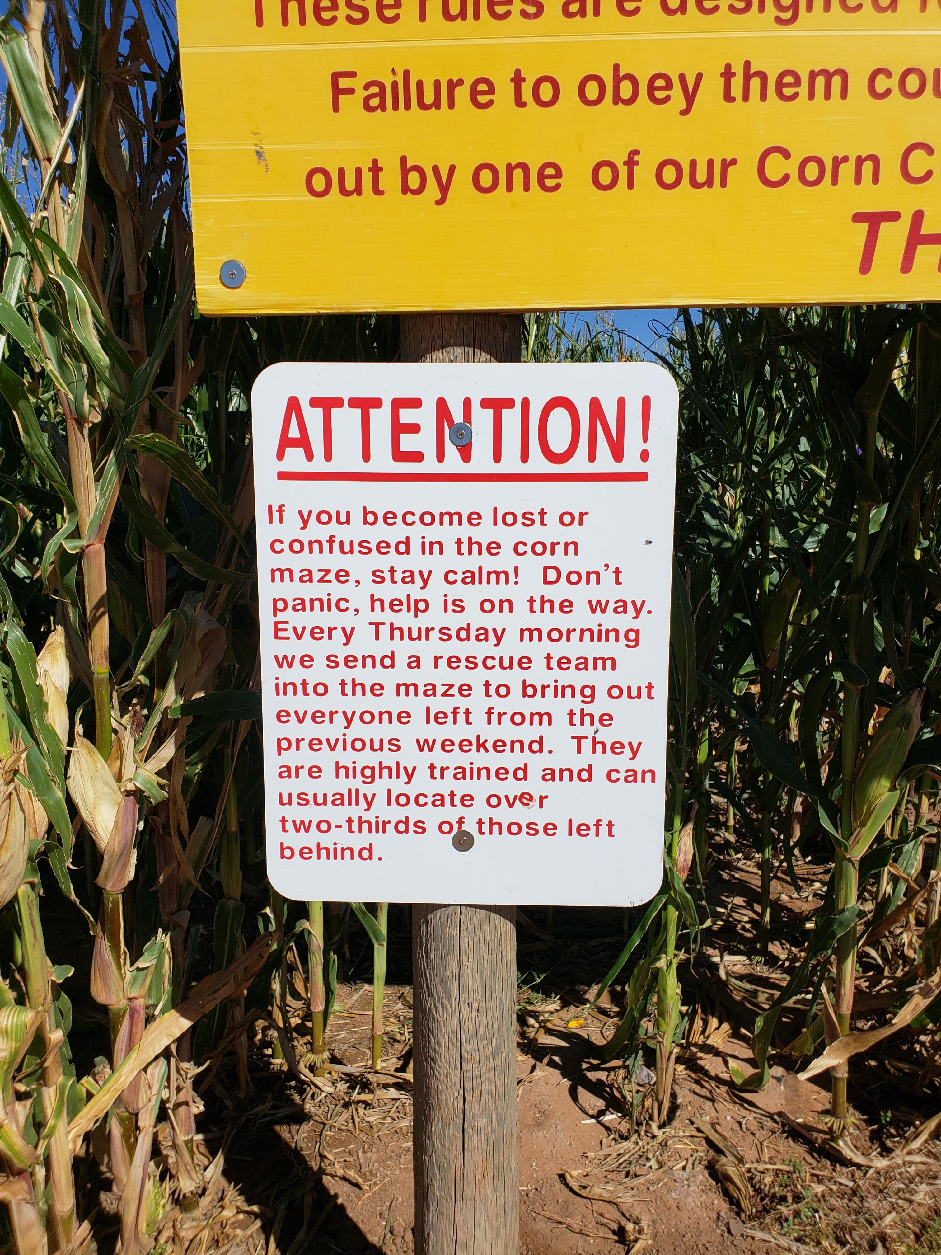 At a corn maze