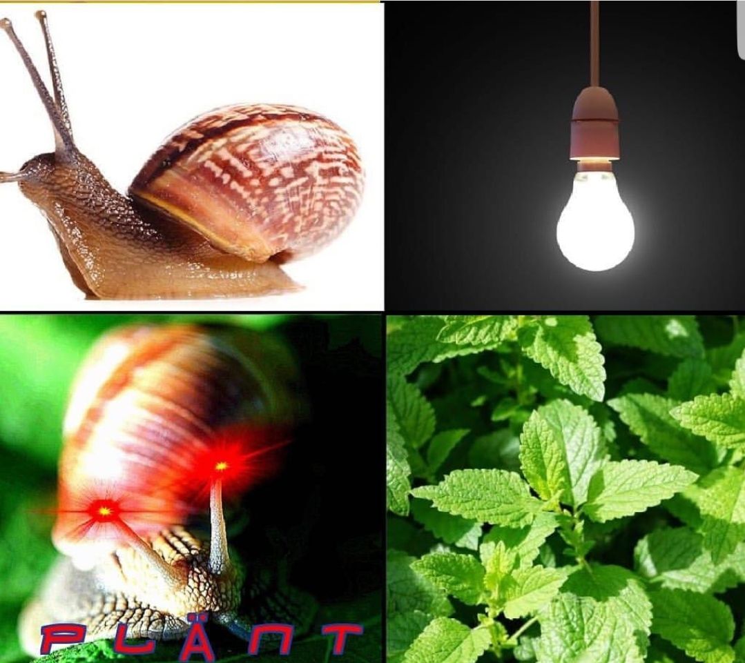 Snailpost