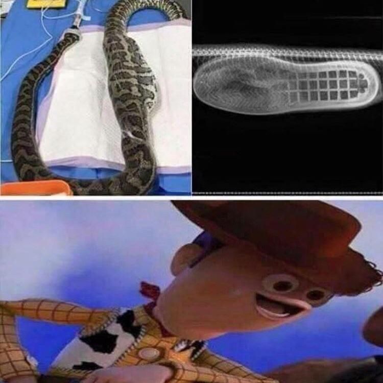 There’s a boot in my snake!
