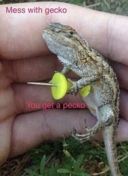 This gecko dangerous
