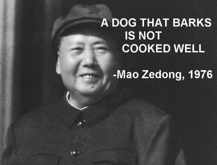 poor doggo