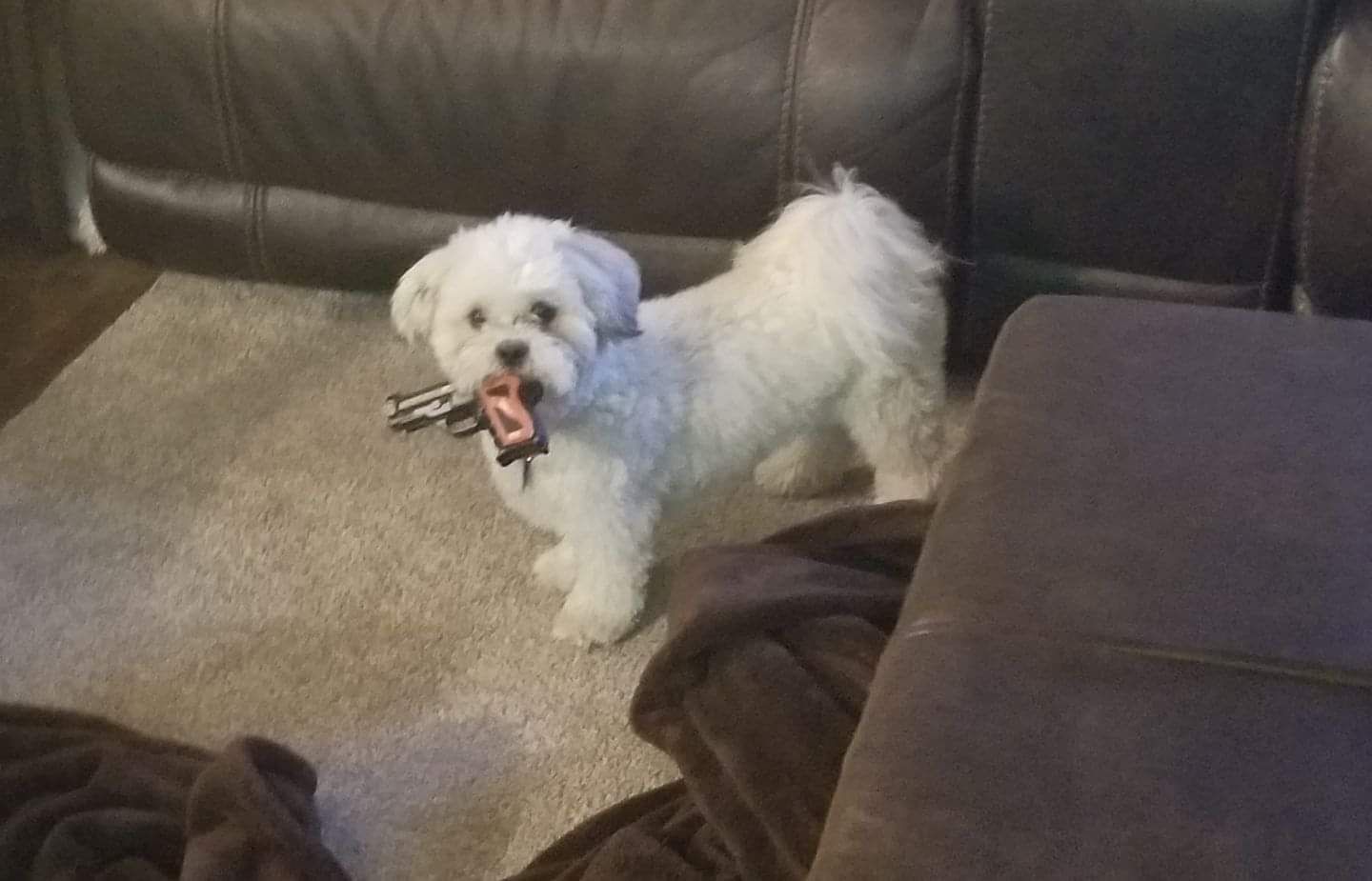 My girlfriends dog is starting to scare me