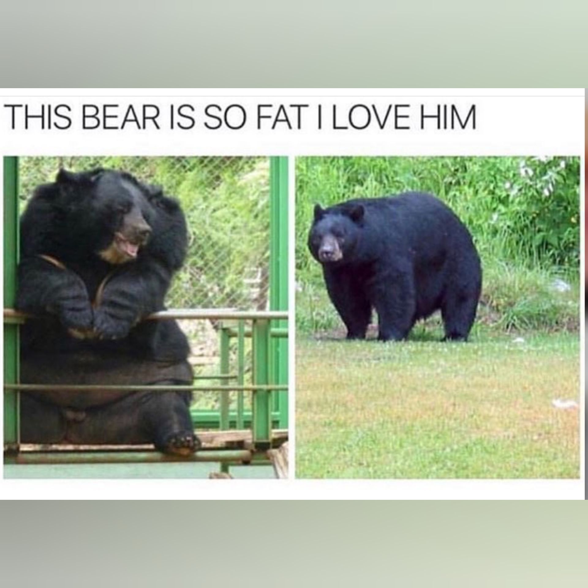 Can you relate to the bear?