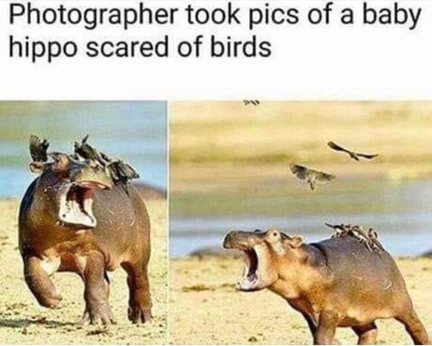 Scared hippo baby