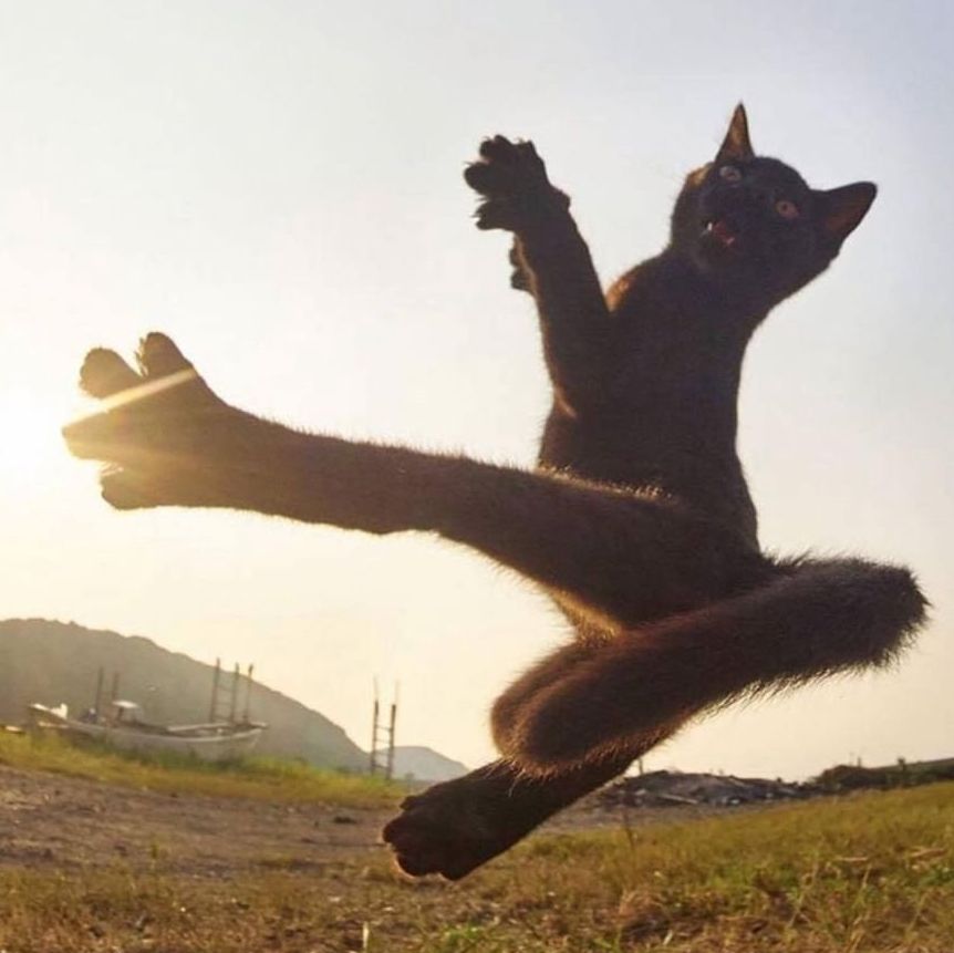 Awwsome Karate Cat!
