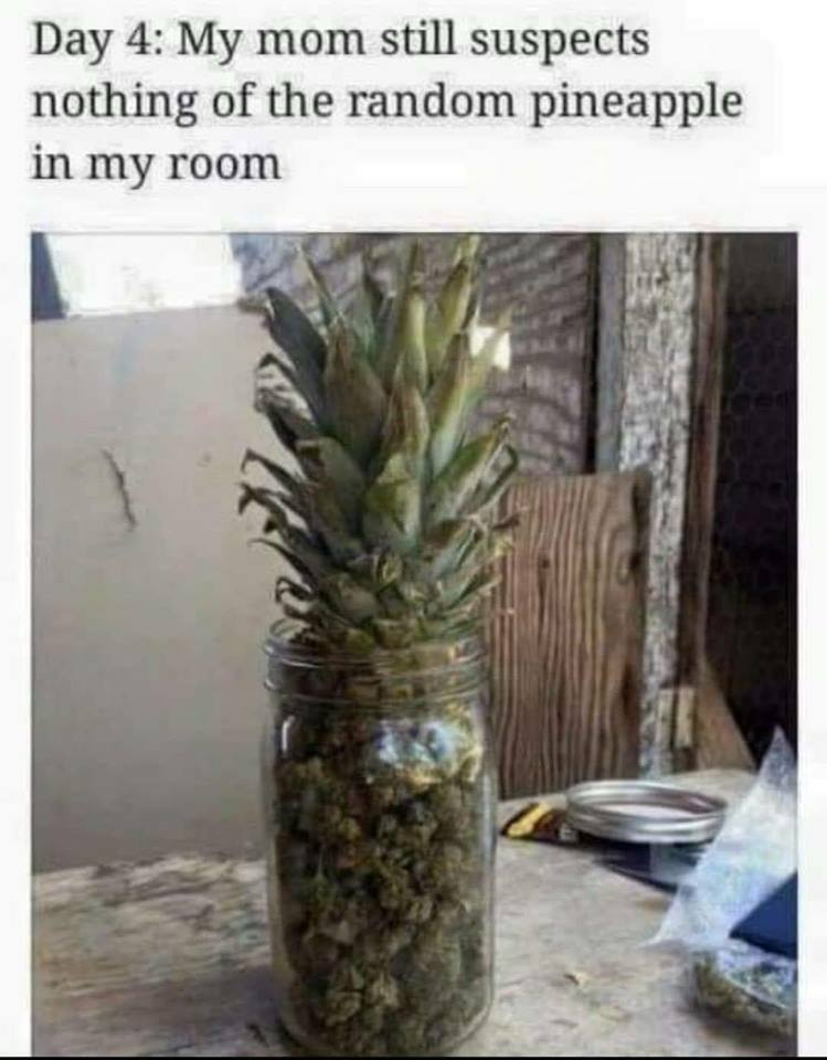 Who lives in a pineapple made out of weed...