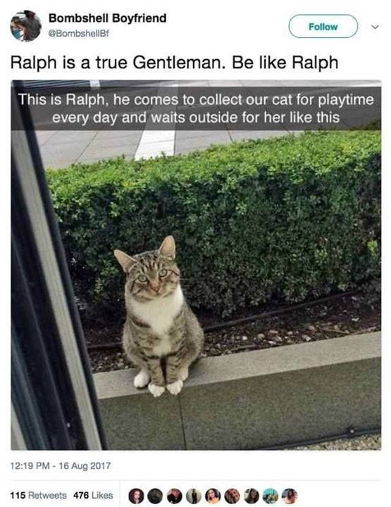 Ralph the cat