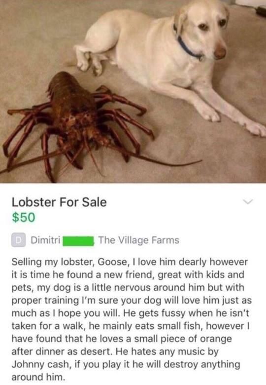 Anyone looking for a neat pet?