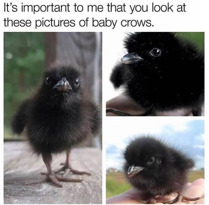 This doesnt look a crow, but its cute.