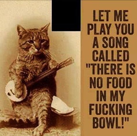 If Bob Dylan were a cat.