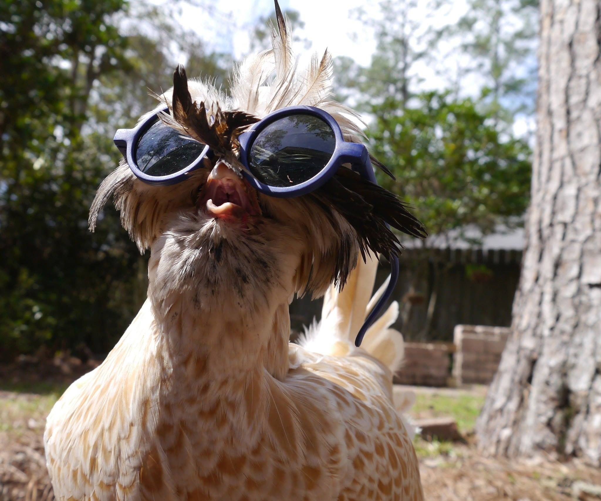 You may be cool, but you'll never be chicken wearing glasses cool.