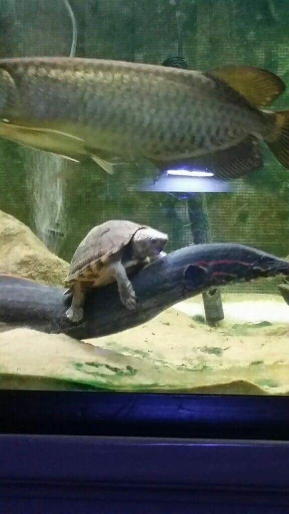 This turtle riding an eel