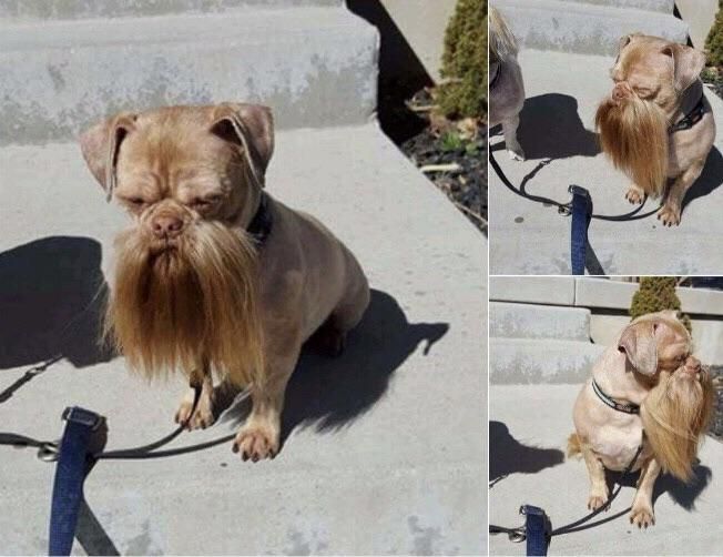 Why this dog look like it’s about to bust some myths?