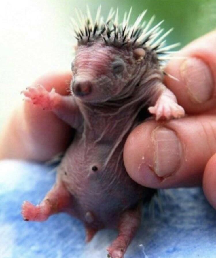 A rare baby picture of Guy Fieri.