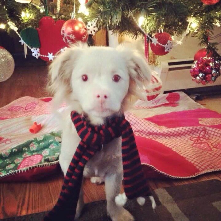 This albino puppy looks like Falcor from The Neverending Story.