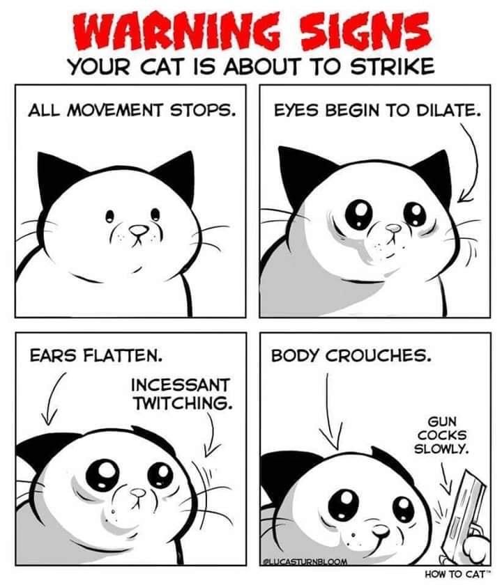 Cat Warning Signs