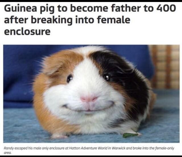 When a guinea pig gets laid 400x more than you