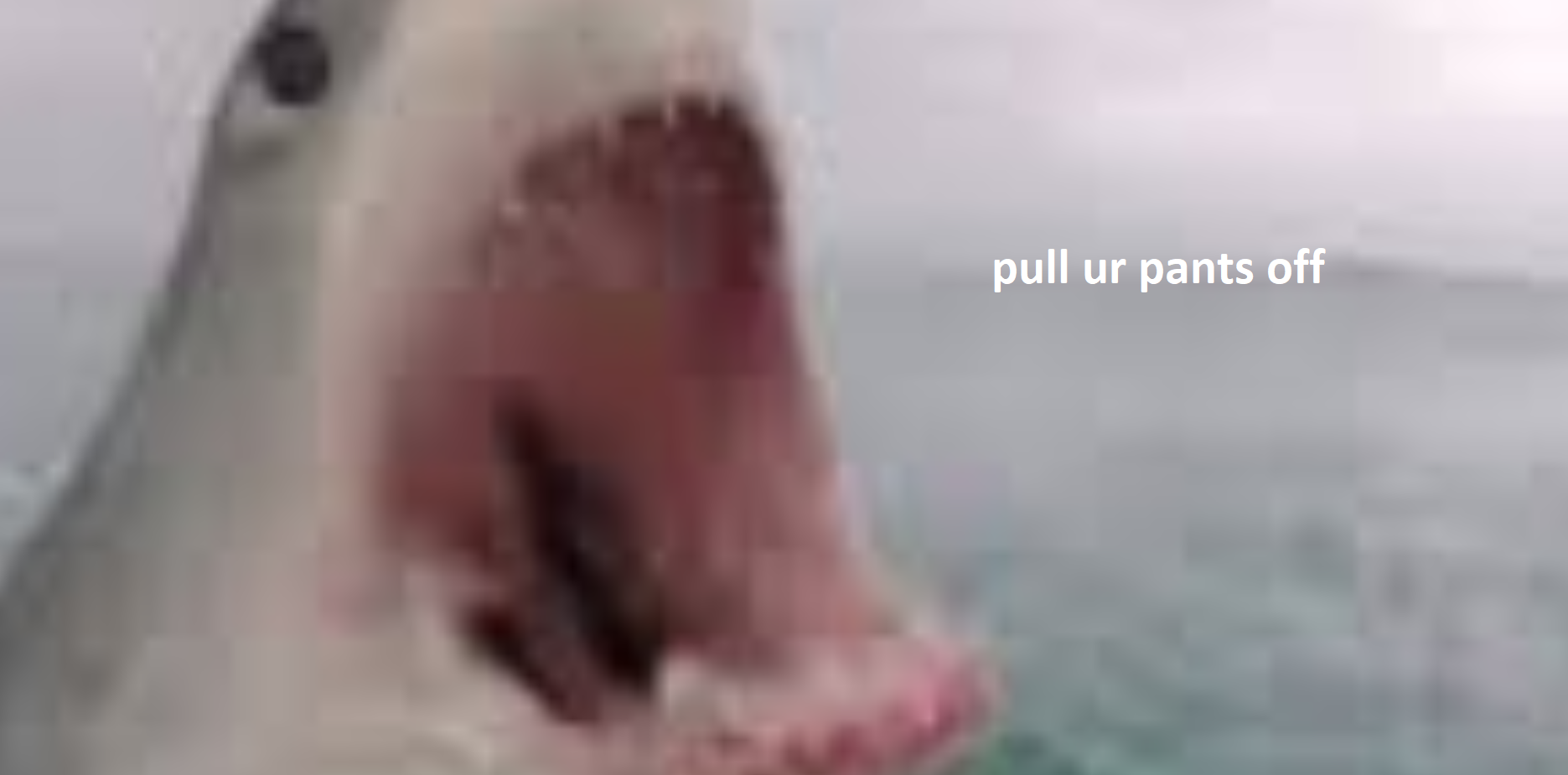pants