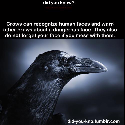 Do not mess with the crows!