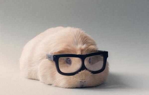 If guinea pigs worked in advertising this is what they'd look like.