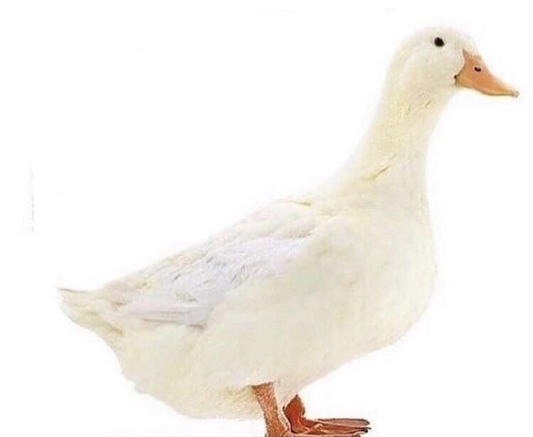 This is a normal duck. Nothing will happen if you upvote.