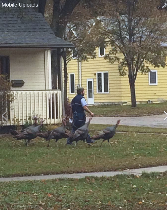 My friend's neighborhood rafter of wild turkeys have taken to following the mailman around as he walks from house to house, like some kind of avian pied piper.
