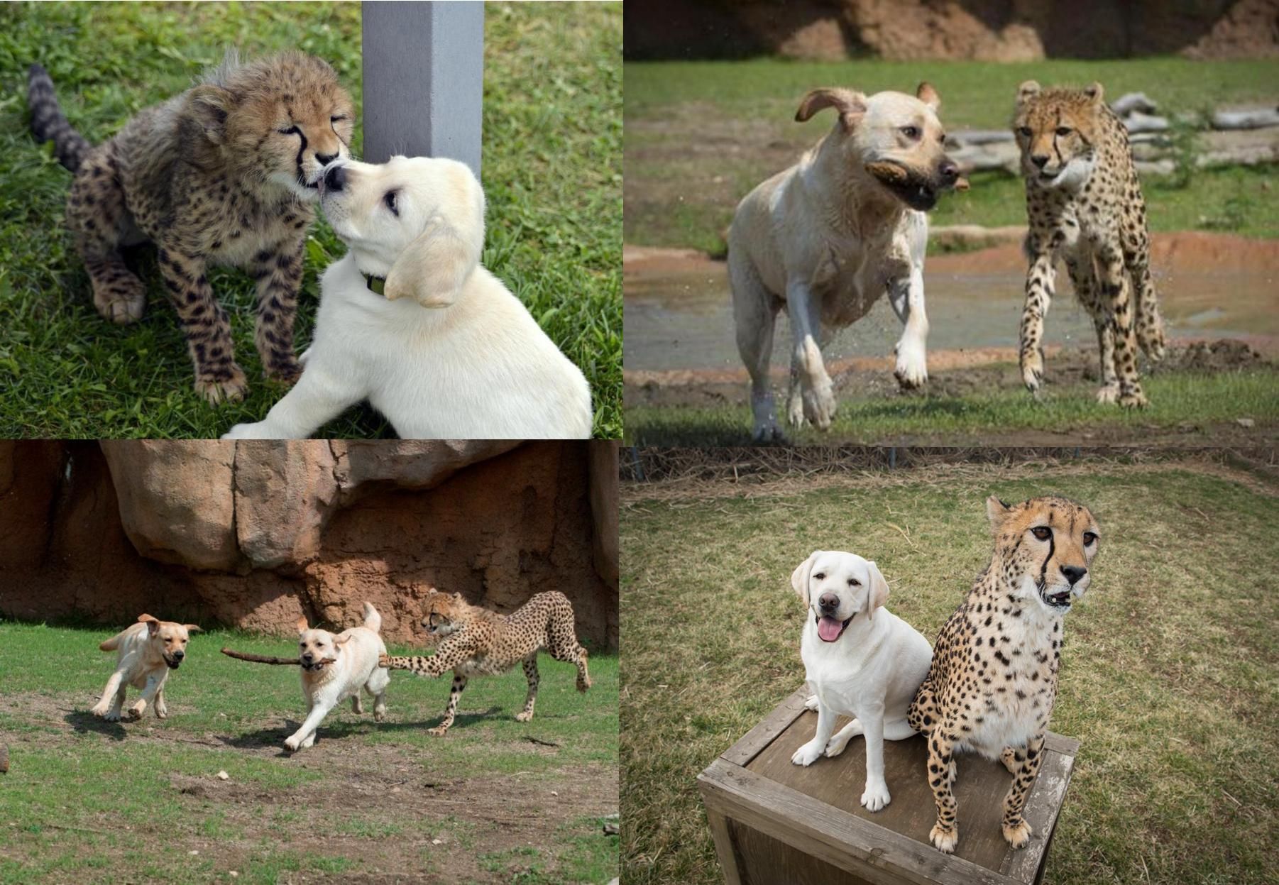 Cheetahs are really nervous animals, and some zoos give them "support dogs" to relax