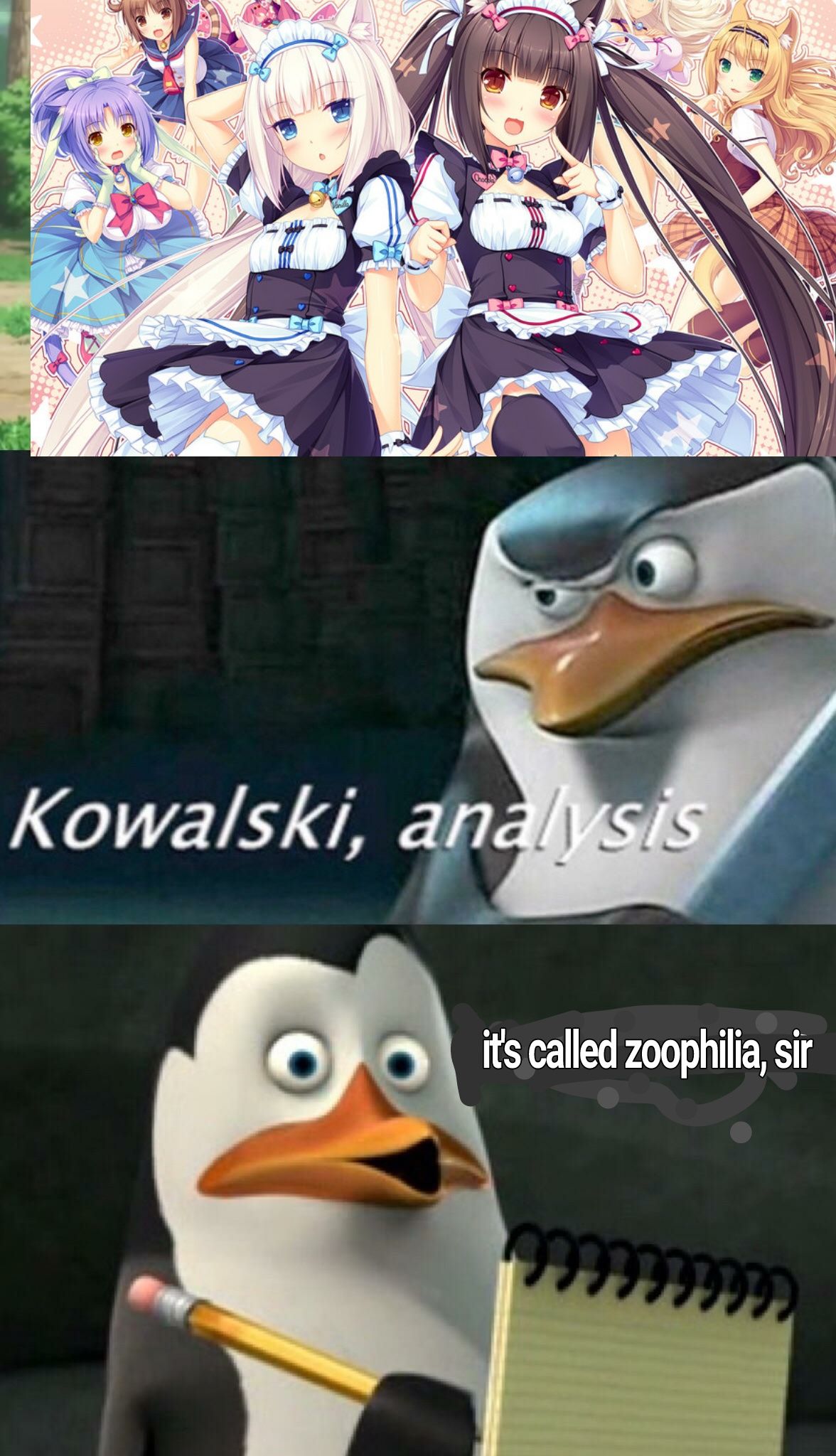 What's cuter, kittens or penguins?