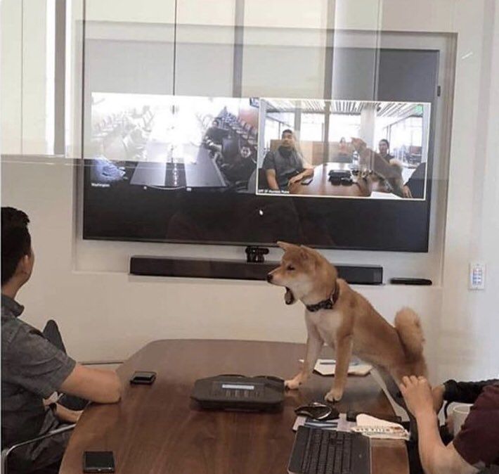 Dogecoin CEO barking orders at the Tokyo head office