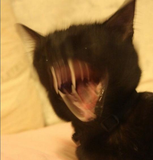 I tried to take a pic of my mean cat while she was sleeping, she woke up.