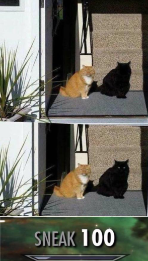 Cat posting