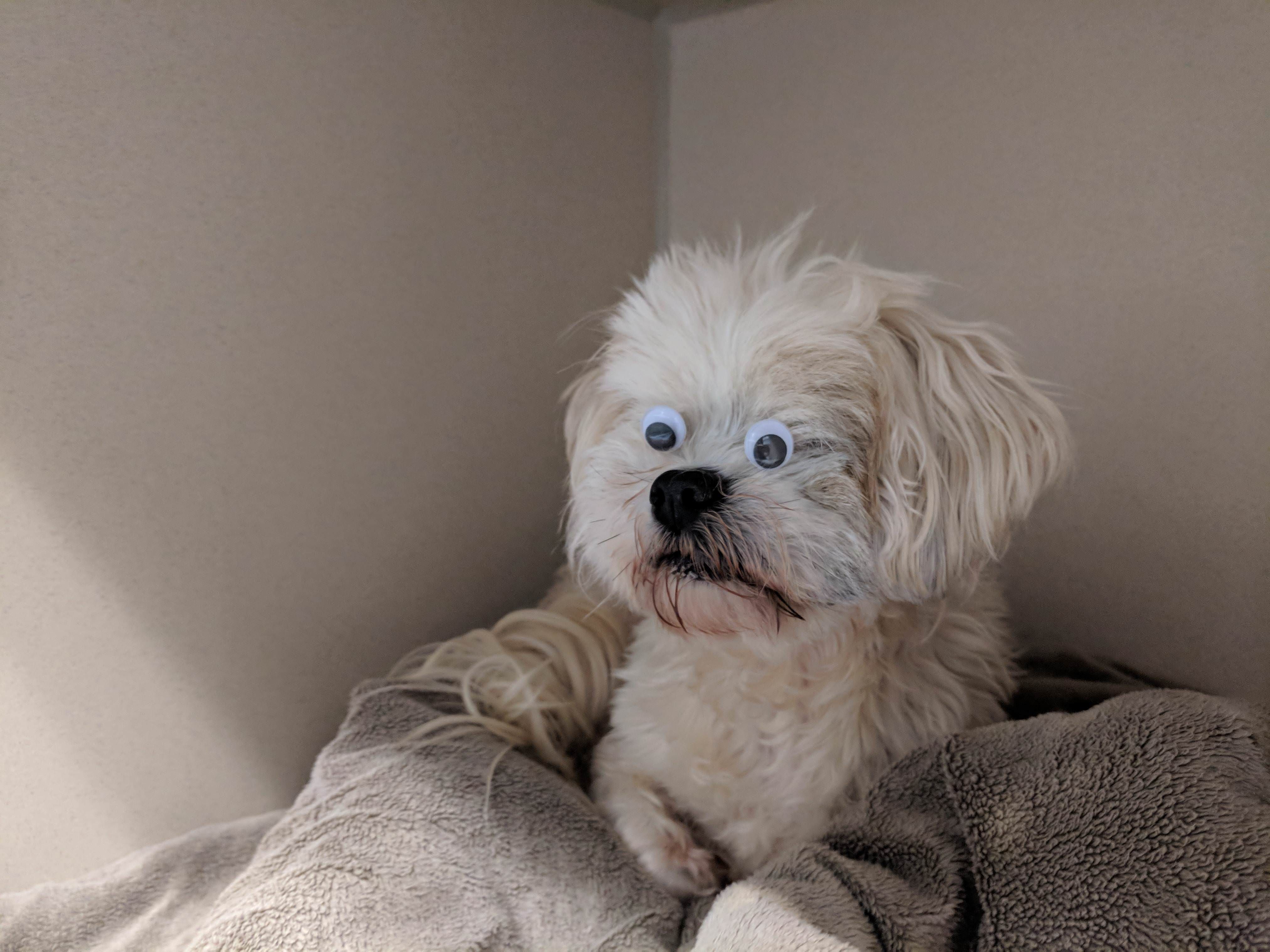 This is Lewis. He belongs to a co-worker of mine. He is blind. She brought him into work today and said "he wanted to be a seeing eye dog for Halloween"