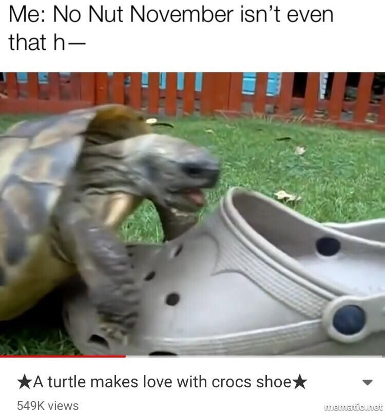 this turtle lost