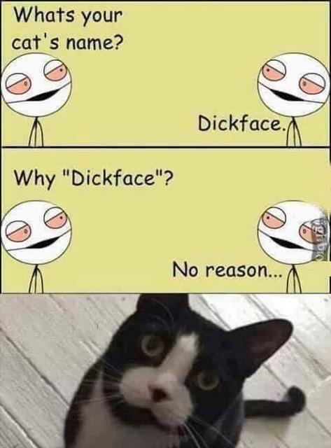 Cat named Dickface