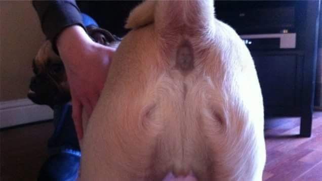 This dog's butt looks like Jesus Christ