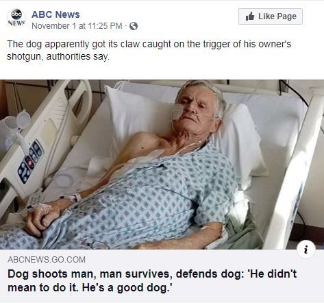 Good boi