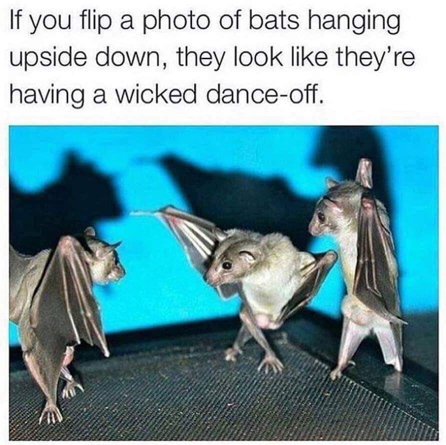 Disco Bats.