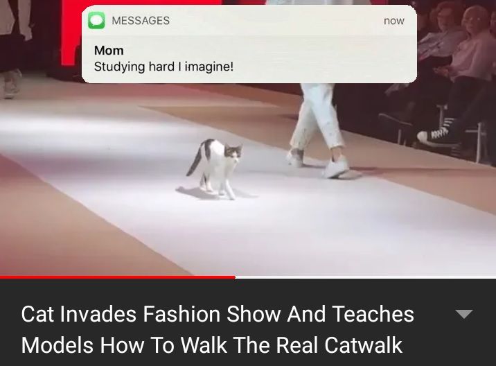 I always watch cat videos