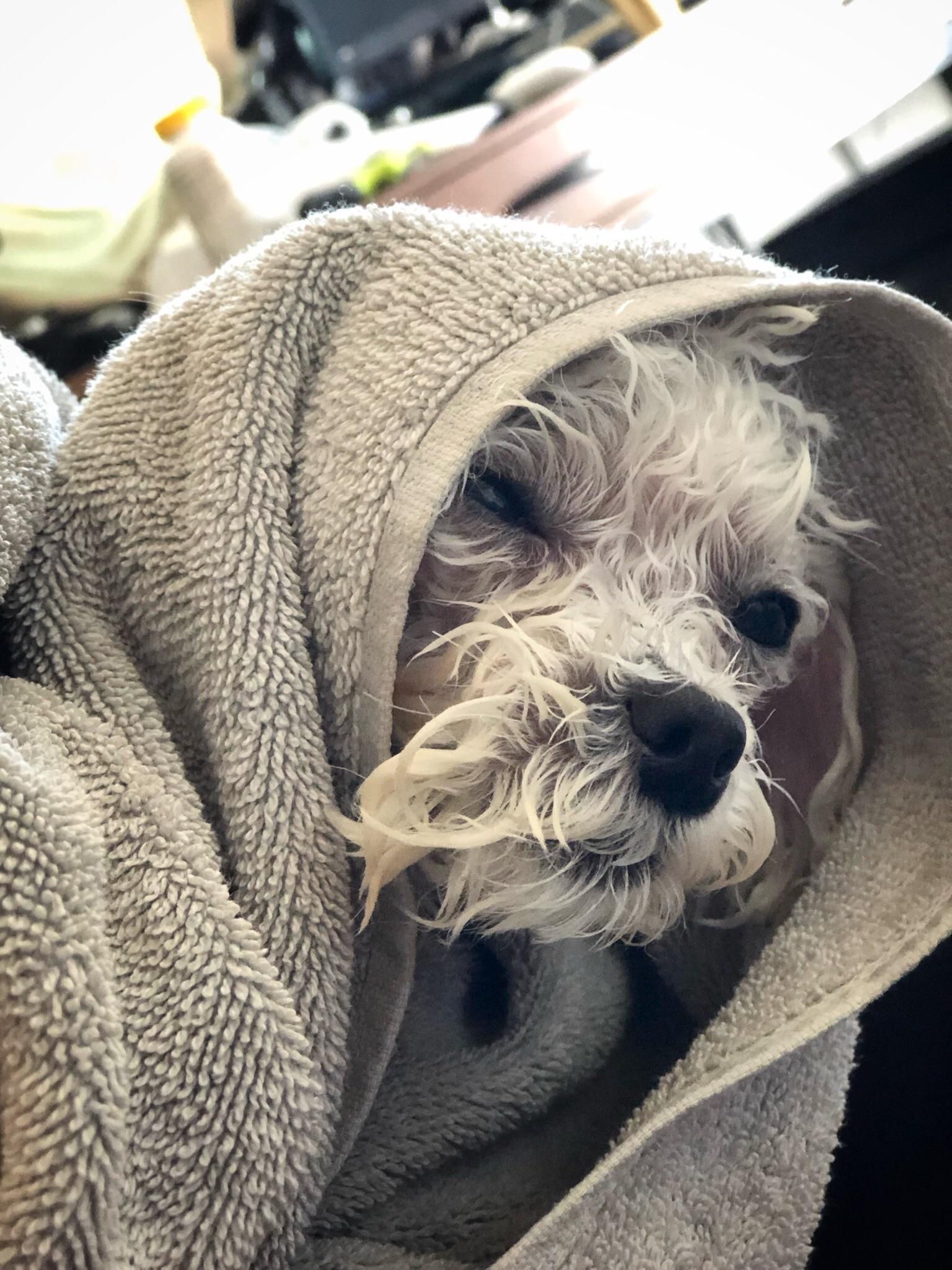 My dog looks like an Old Jedi Master