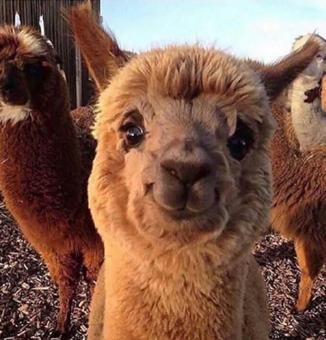 If you're having a bad day, BOOM, this happy alpaca will make your day