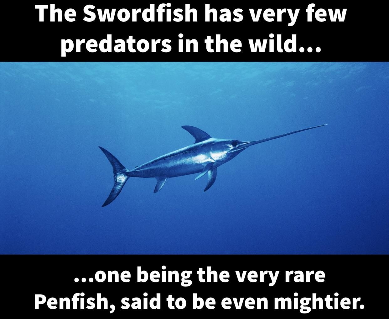 The elusive Penfish